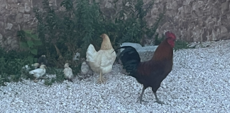 Krio di galiña den kaya di BONERIANO