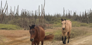 Komo sifuera buriku no ta sufisiente Awor kabai tambe ta move lòs riba kaya