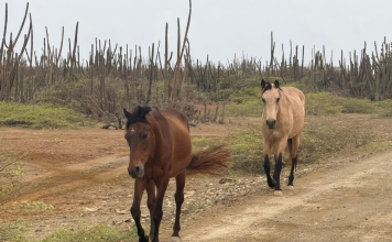 Komo sifuera buriku no ta sufisiente Awor kabai tambe ta move lòs riba kaya