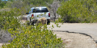 Duna buriku kuminda den bògt!