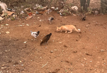 Yunan di pushi indeseá laga pa nan kuenta Mondinan ta yenando ku pushi