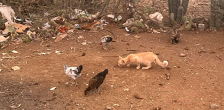 Yunan di pushi indeseá laga pa nan kuenta Mondinan ta yenando ku pushi