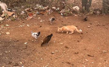 Yunan di pushi indeseá laga pa nan kuenta Mondinan ta yenando ku pushi