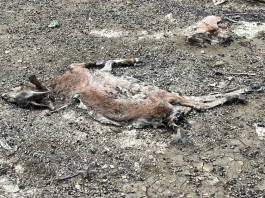 Sekura ta dal hopi duru