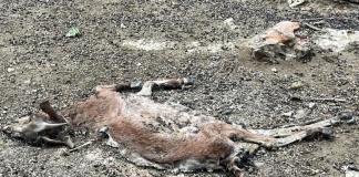 Sekura ta dal hopi duru