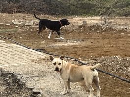 Medida urgentemente nesesario Kachónan riba kaya ta ataká hende