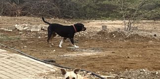 Medida urgentemente nesesario Kachónan riba kaya ta ataká hende