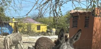 Poblashon buriku riba kaya muchu grandi Pa: Marina Melis