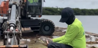 Ranger ta reskatá turtuga yòn for di sargassum