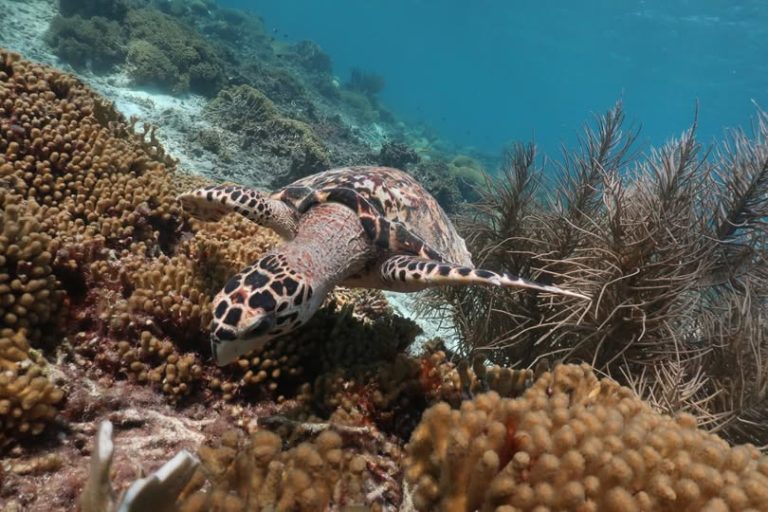 Bon pa bo sa! | Extra Bonaire