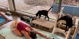 Seshon yoga di pushi