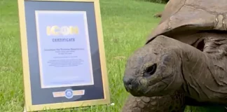 ‘Guinness World Records Icon’ Turtuga mas bieu di mundu ta resultá riba mesun lista ku Ronaldo