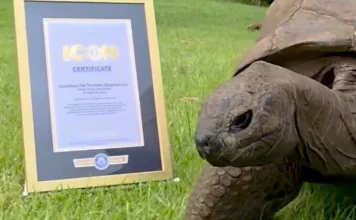 ‘Guinness World Records Icon’ Turtuga mas bieu di mundu ta resultá riba mesun lista ku Ronaldo