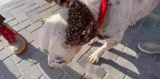 Di un kachó mará na kadena te selebridat: Historia di Lola ta inspirá speransa