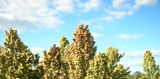 Sorghum