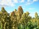 Sorghum