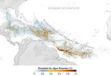 Nivel sin presedente di sargassum