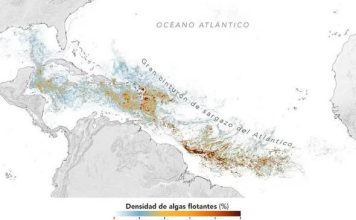 Nivel sin presedente di sargassum