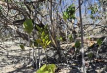 Trabou reforestashon Klein Bonaire ta duna resultado