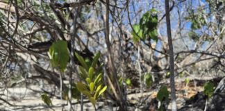 Trabou reforestashon Klein Bonaire ta duna resultado