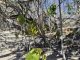 Trabou reforestashon Klein Bonaire ta duna resultado
