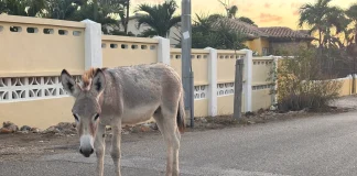 Mama di Diputado Sabanero