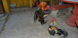 Rekuerdonan inlubidabel