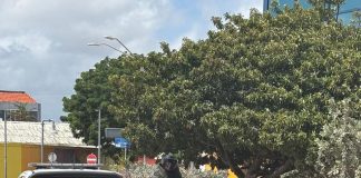 Defensa ta sostené polis pa posibel eksplosivo